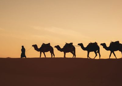 Merzouga Camel trekking / In Morocco Trips